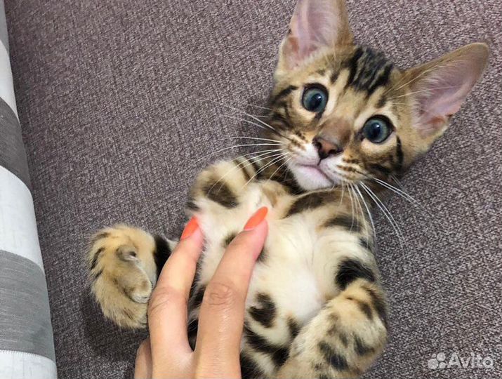 Самые ручные бенгальские котята