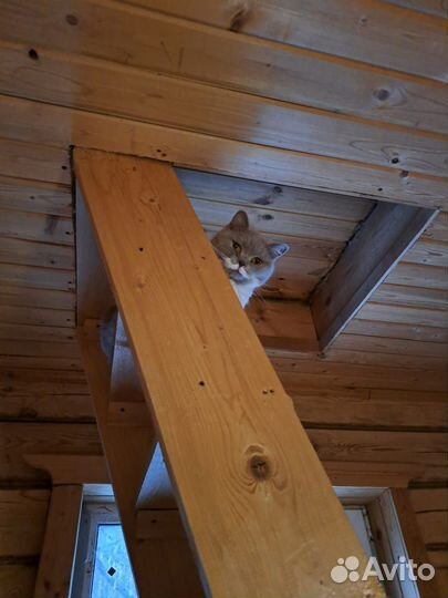 Передержка котиков, кошек, котят Казань