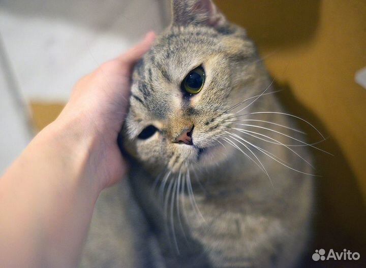 Кошечка в добрые руки