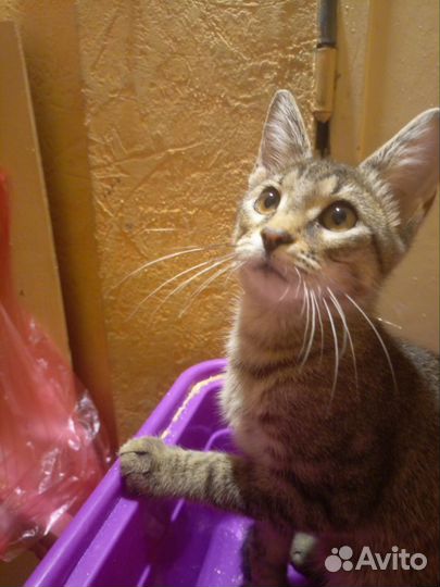 Котенок 4 месяца