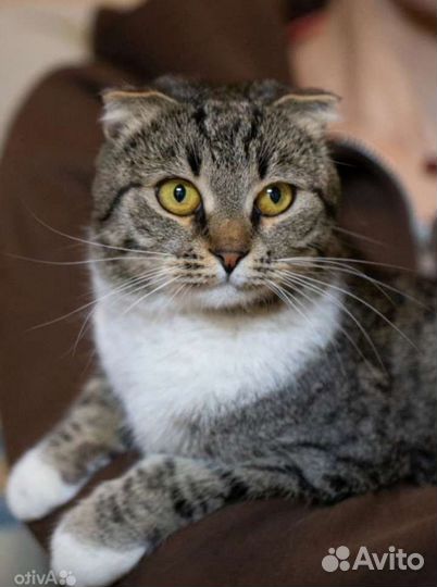 Породистая красавишна Глэдис. Лесной приют