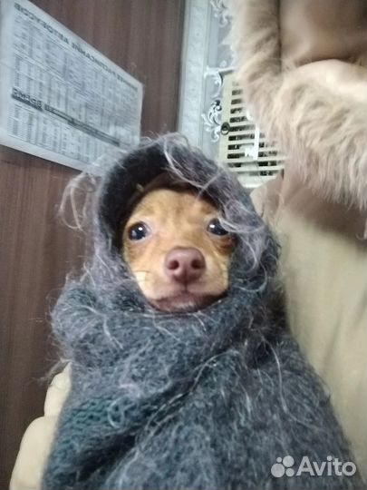 Собака мини той-терьер