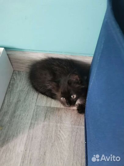 Котята счастья