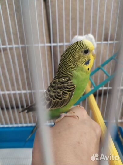 Попугай с клеткой