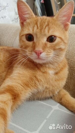 Персик ищет любящих родителей