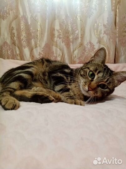 Кошка в дар