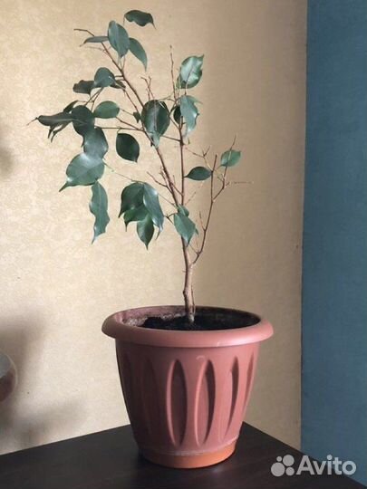 Хатиора/ Фикус Бенджамина