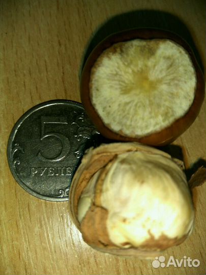 Орехи Фундук крымский, саженцы