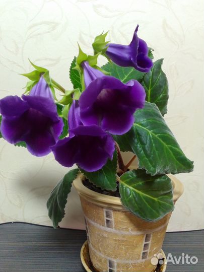 Детки глоксинии