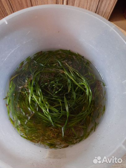 Продам растения для аквариума