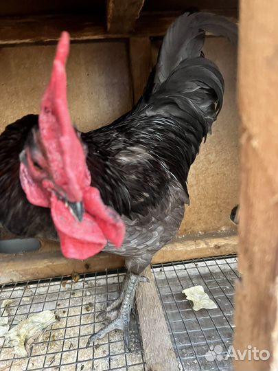 Петух голошейный