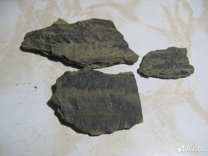 Отпечатки растений