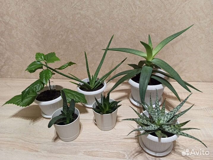 Комнатные цветы опт