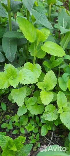 Мята и мелиса саженцы