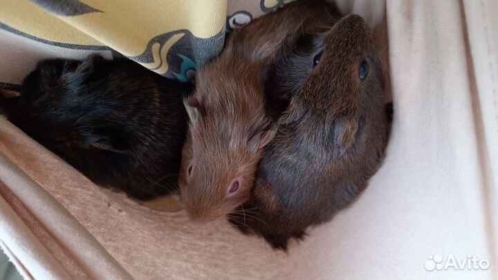 Морская свинка