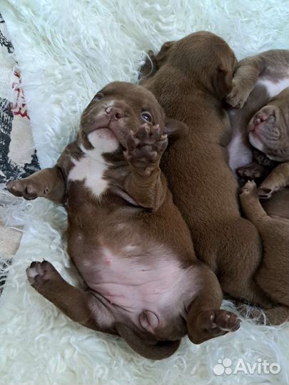 Американский булли покет