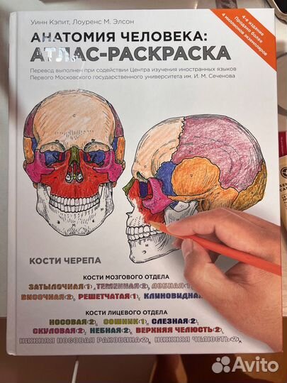 Анатомич человека атлас-раскраска