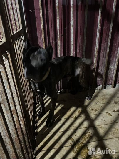 Кобель вязка кане корсо бесплатно