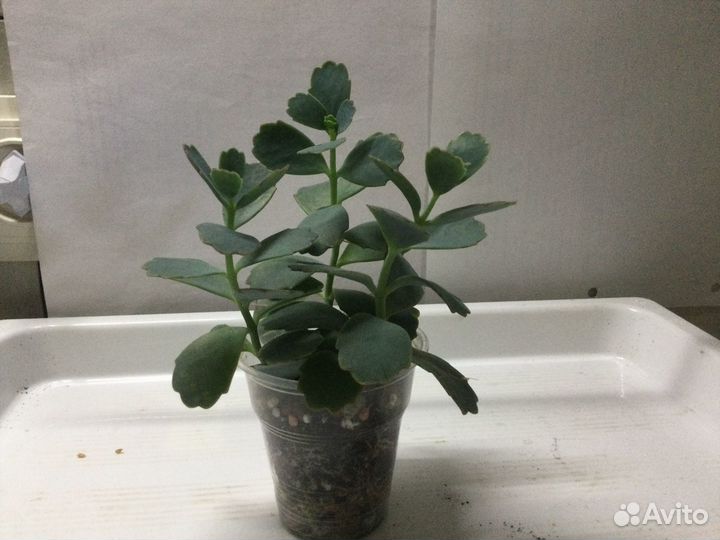 Каланхоэ,котиледон,плектрантус,сансивьерия,крассул