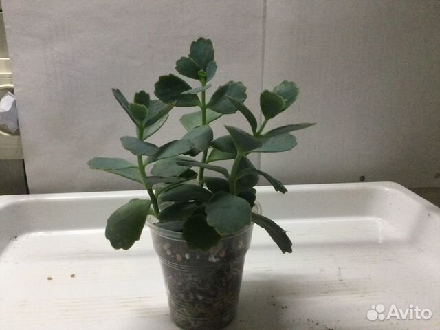 Каланхоэ,котиледон,плектрантус,сансивьерия,крассул