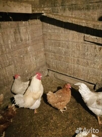 Продам петуха