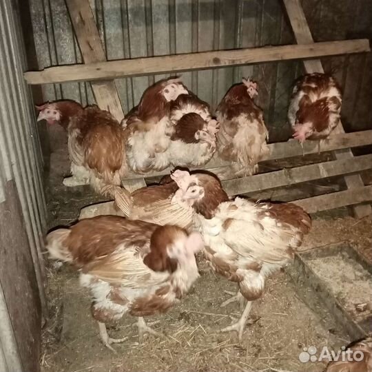 Куры несушки