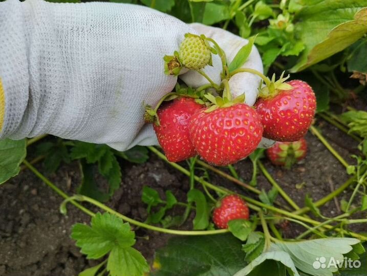 Клубника усы Элиане