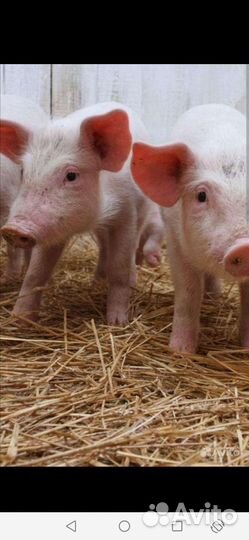 Поросенок ландрас