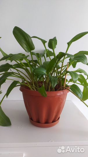 Комнатные растения