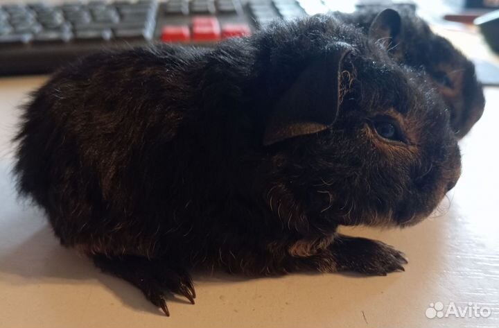 Морские свинки Тедди окраса Тан