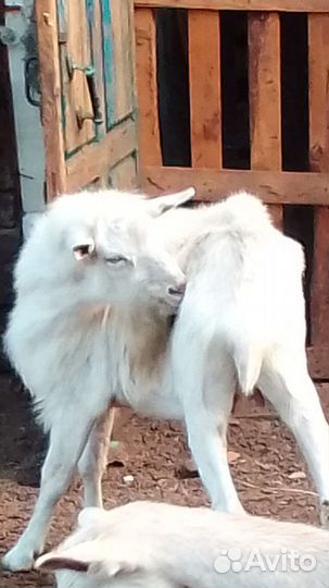 Козаприму-поросёнок