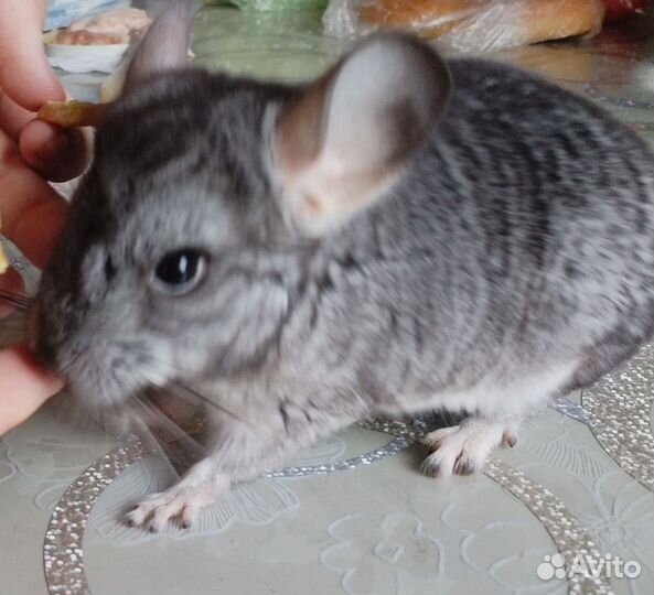 Шиншилла
