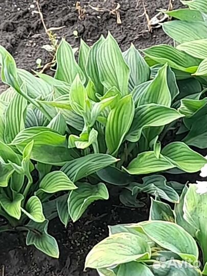 Хоста с каймой и голубая