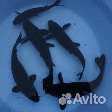 Карпы Чёрные Кои