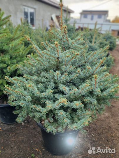 Ель Глаука пышная фомированная в горшке