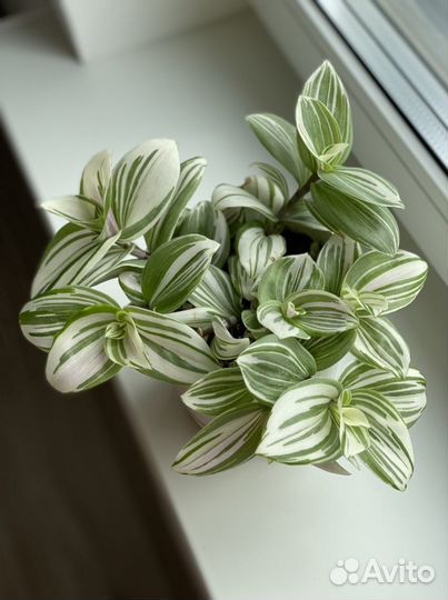 Традесканция кудрявая