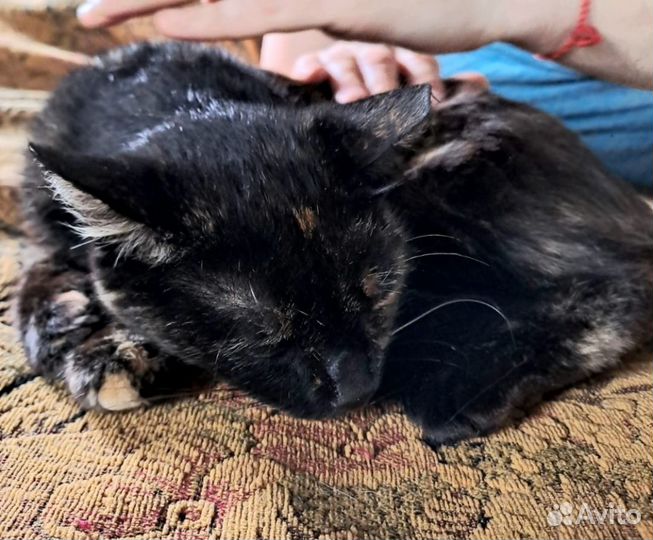 Кошка бесплатно