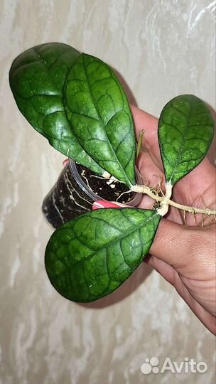 Хойя красивая