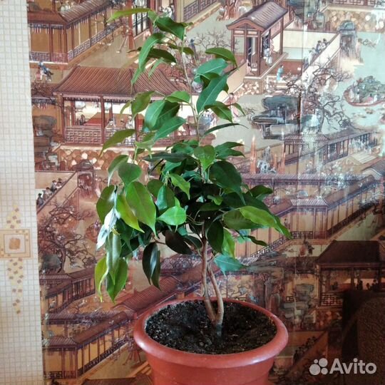 Фикус бенджамин