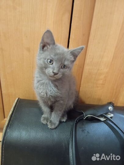 Отдам котенка в добрые руки