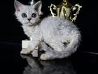 Супер-кудрявые котята из питомника объявление продам