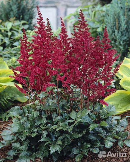 Астильба,гейхера,многолетники