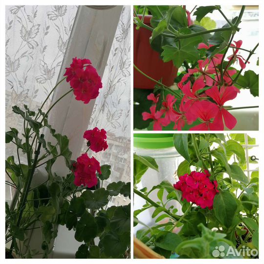 Пеларгония герань