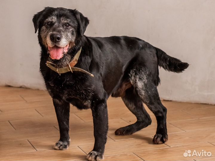 Лабрадор ищет дом