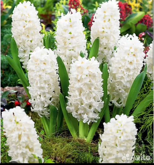 Гиацинты к 8 марта