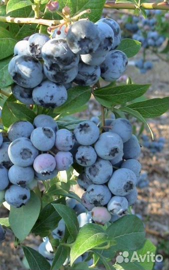 Саженцы Голубики Садовой