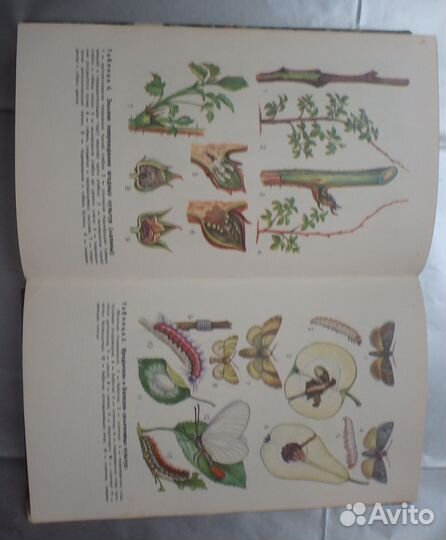 Календарь плодовода любителя