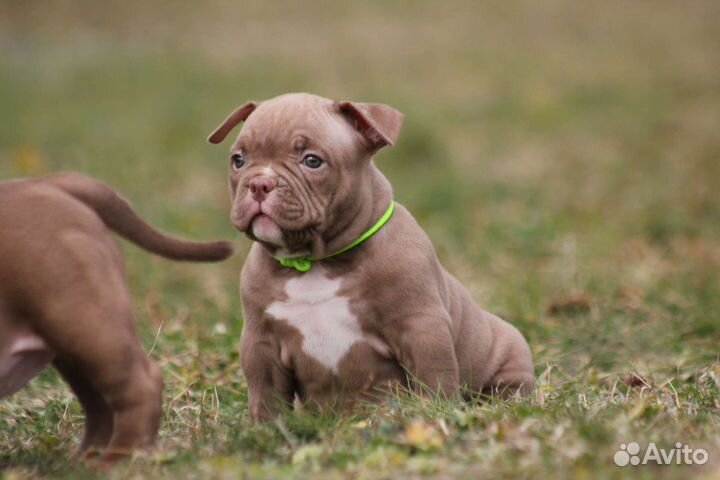 Американский булли