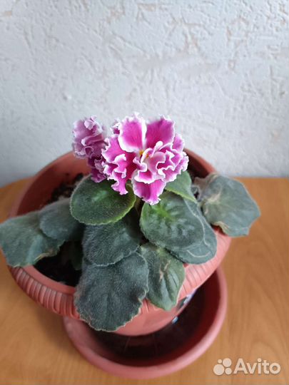 Фиалка в горшках