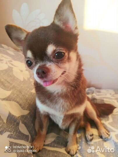 Чихуахуа мини мальчик